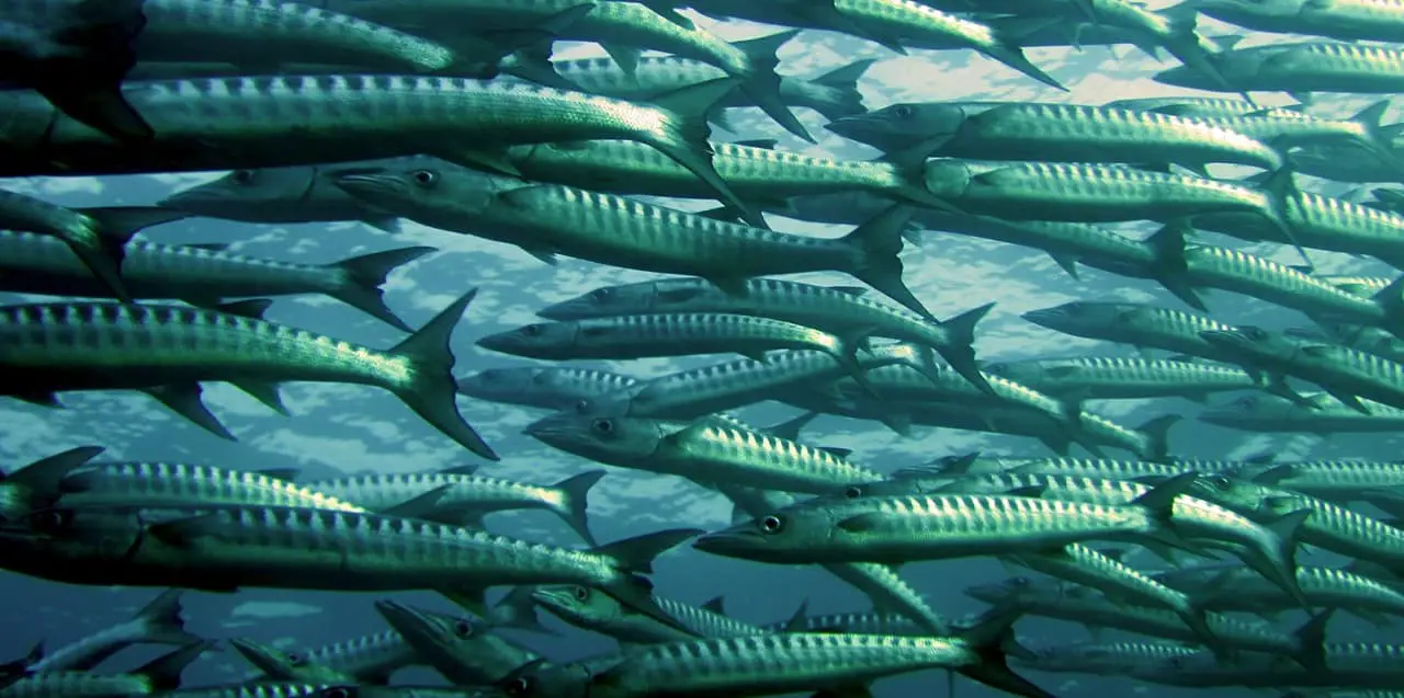 13 Intense Aquaculture Pros and Cons