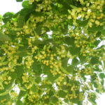 Pros and cons of Linden Trees