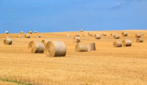 Quand le blé est-il récolté en Israël ?