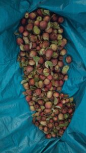 Quand les noix de pécan sont-elles récoltées en Géorgie ?