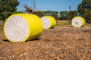 ¿Cuándo se cosecha el algodón en Carolina del Norte?