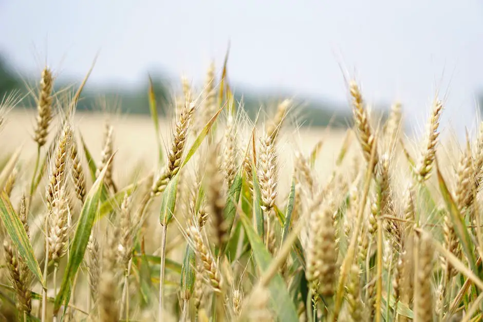 When Is Wheat Harvested?