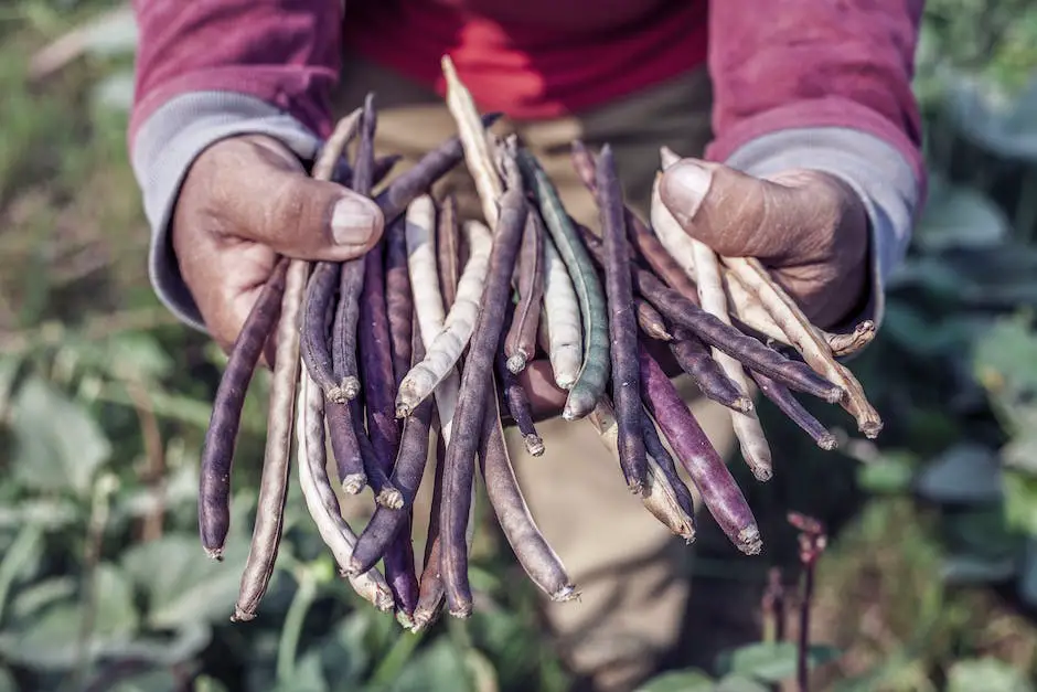When to Harvest Purple Hull Peas