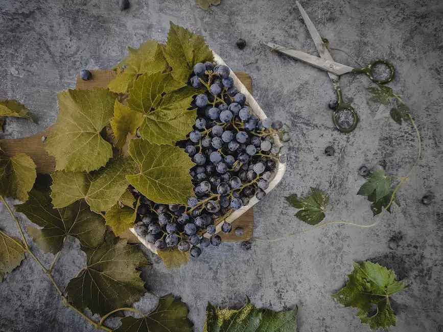 When Are Grapes Harvested in California?