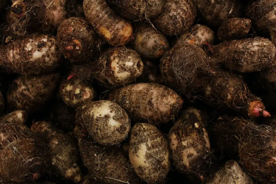 How Are Yams Harvested?
