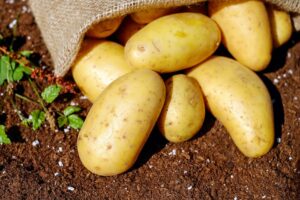 When Are Potatoes Harvested in Idaho?