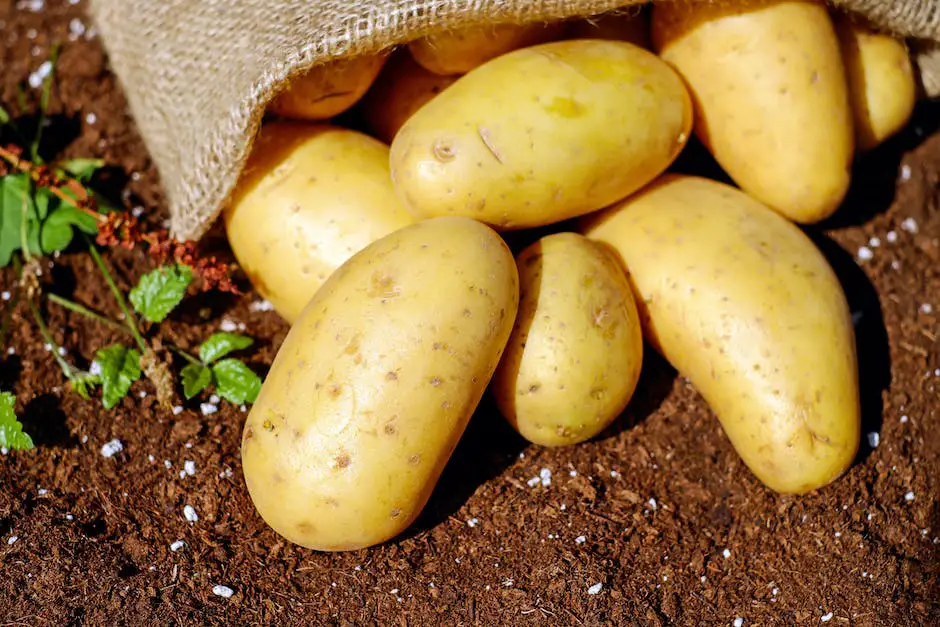 When to Harvest Potatoes in Virginia