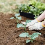 Should I Fertilize My Lawn During a Drought?