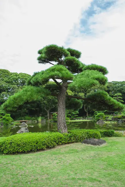Types of Japanese Pine Trees