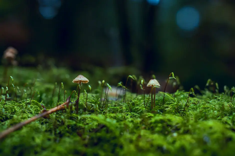 Types of Mushrooms in Michigan