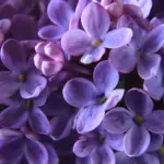 Pros and Cons of Lilac Bushes