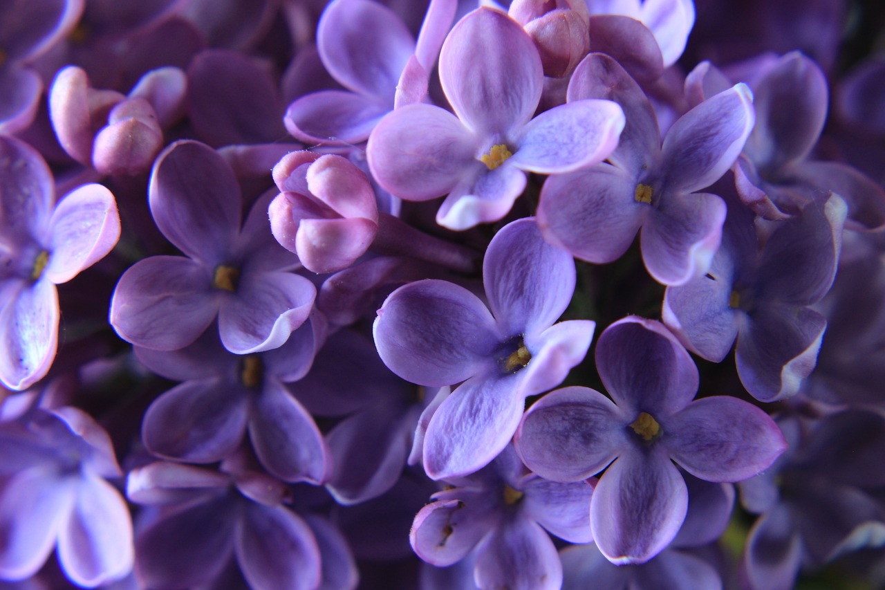 20 Pros and Cons of Lilac Bushes