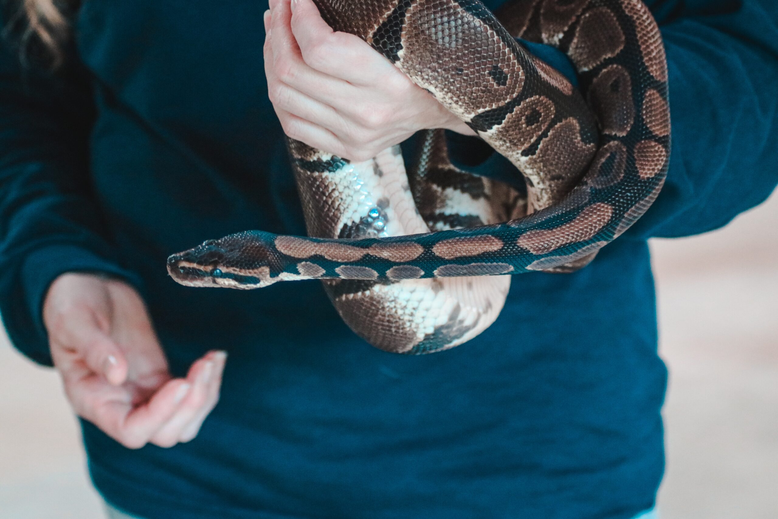20 Pros and Cons of Snakes as Pets
