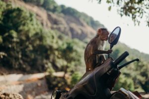 Pros y contras de los colgadores de monos