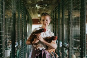 Pros and Cons of Battery Chicken Farming