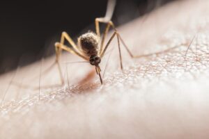 Pros and Cons of Mosquito Spraying