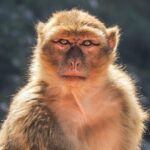 evaluating survey monkey s advantages and disadvantages