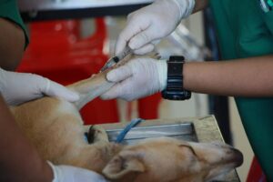 Pros and Cons of Heartworm Medicine for Dogs