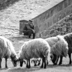 neutering australian shepherds weighing the benefits