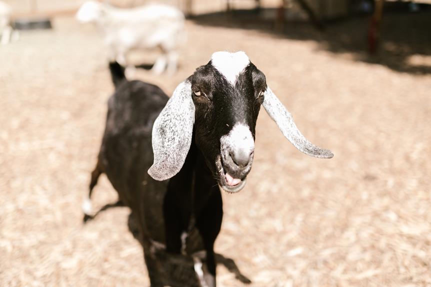 nubian goats weighing the benefits and drawbacks