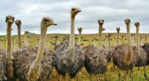 Pros and Cons of Raising Ostriches