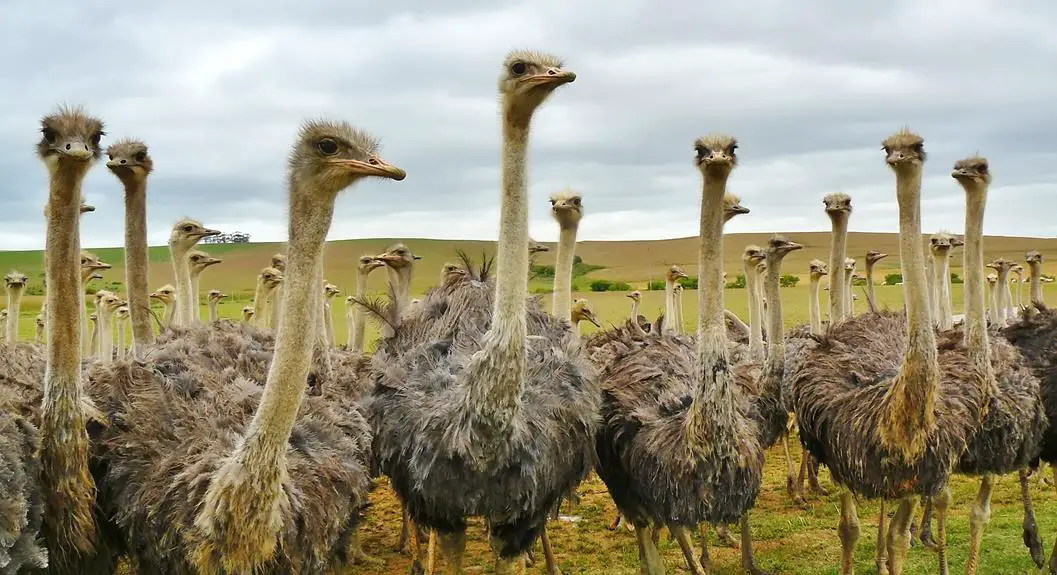 raising ostriches weighing benefits