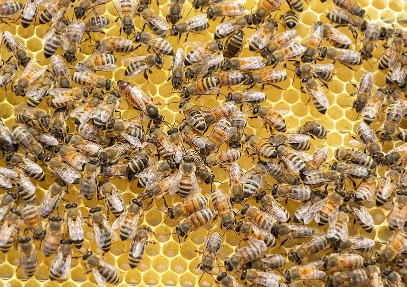 Pros and Cons of Beekeeping