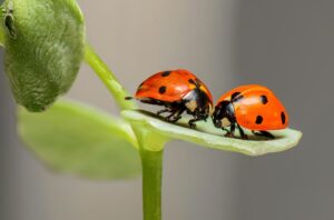 Pros and Cons of Ladybugs
