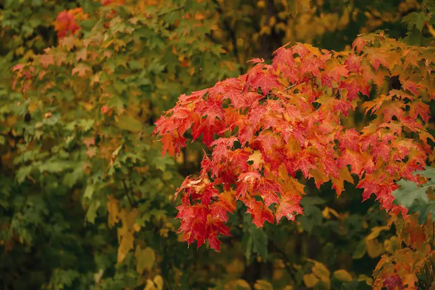 advantages and disadvantages of red maple trees