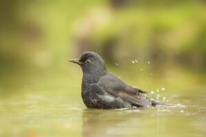 Pros y contras de los baños para pájaros