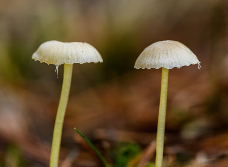 evaluating the mushroom advantages