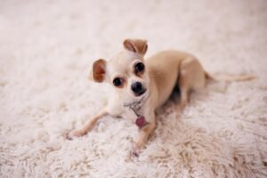 Pros and Cons of Male or Female Chihuahua