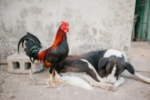 Pros and Cons of Rooster Comb Injections