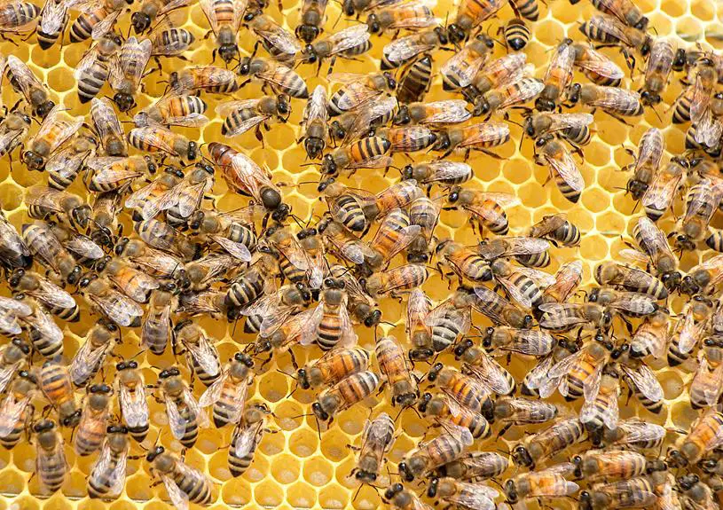 alabama s diverse bee species