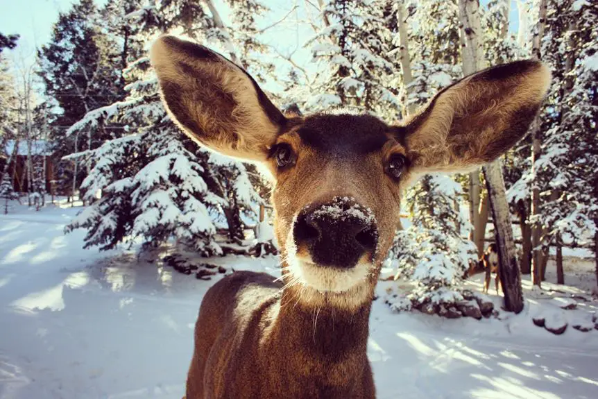 Types of Deer in Colorado